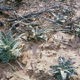 Aloe zebrina (Kalahari, Botswana) available 8.5 cm, 10.5cm and 12cm Ø